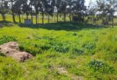 Vente Terrain agricole 4750 m² El-Taref Berrihane